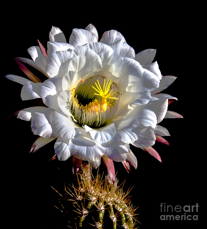 Flower Photograph - The Argentine Giant by Robert Bales