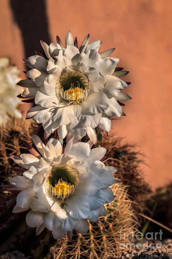 Flower Photograph - The Argentine Giant Twins by Robert Bales
