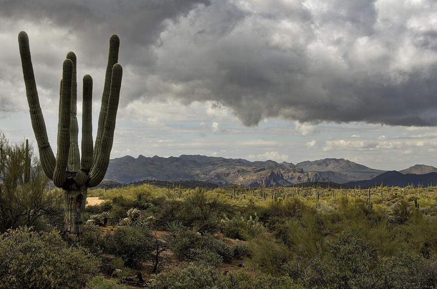 The Arizona High Desert  Photograph by Saija Lehtonen