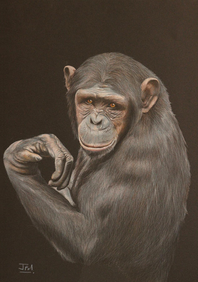 The Arm Wrestler - Chimpanzee Drawing by Jill Parry