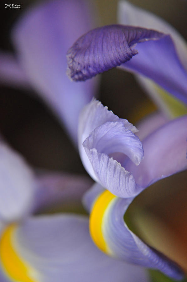 The Art of an Orchid Photograph by Teresa Blanton