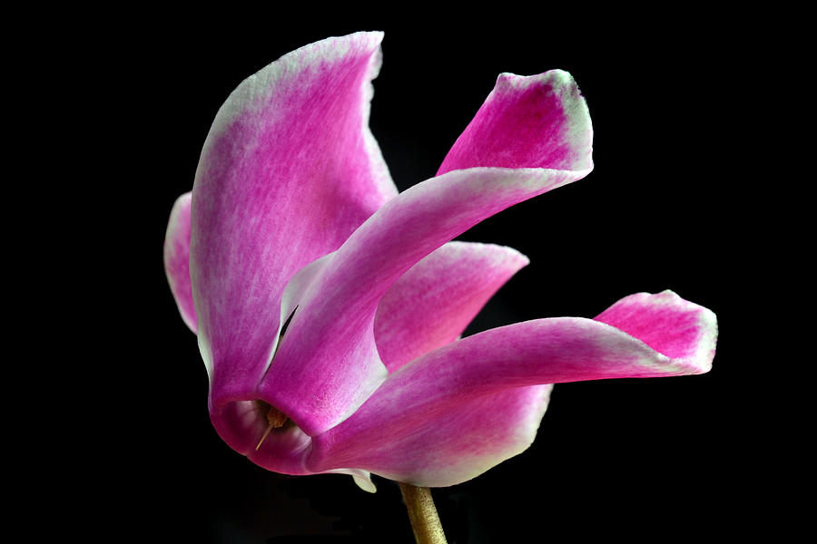 The Art Of Cyclamen Photograph by Terence Davis