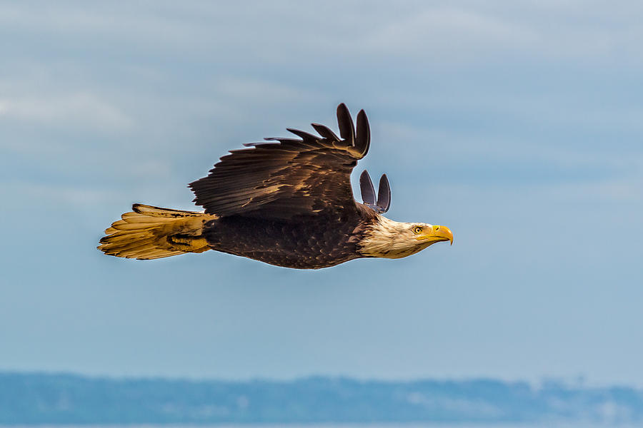 Eagle Photograph - The Art of Flight by Ian Stotesbury