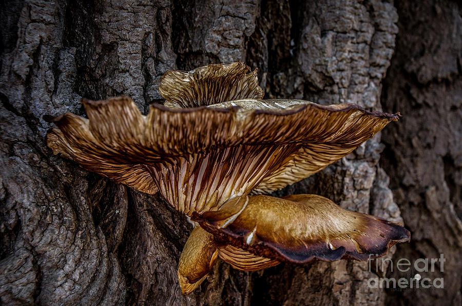 The Art of Fungus Photograph by Ronald Grogan