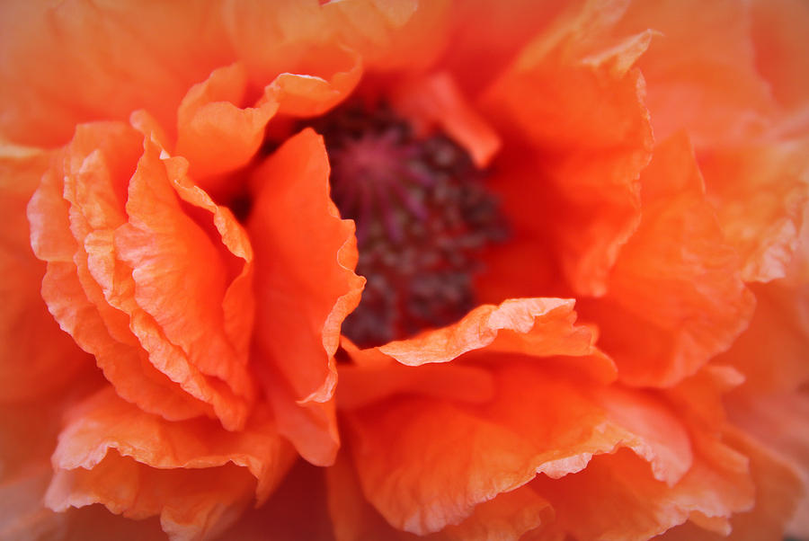 Flower Photograph - The Art of Poppy by The Art Of Marilyn Ridoutt-Greene