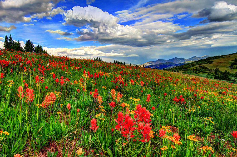 Summer Photograph - The Art of Wildflowers by Scott Mahon
