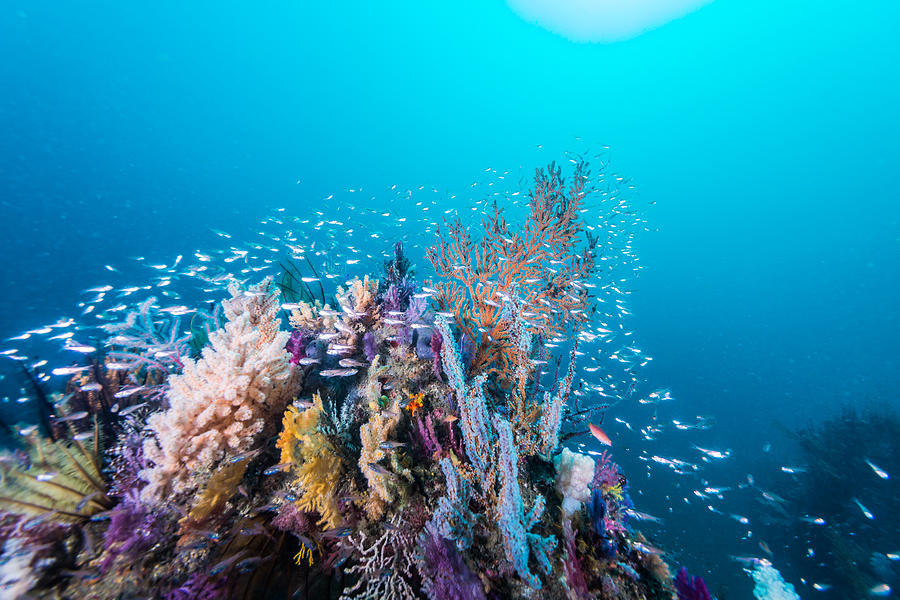 The Artificial Fish Reef Covered With A School Of Fish Photograph by Little Dinosaur