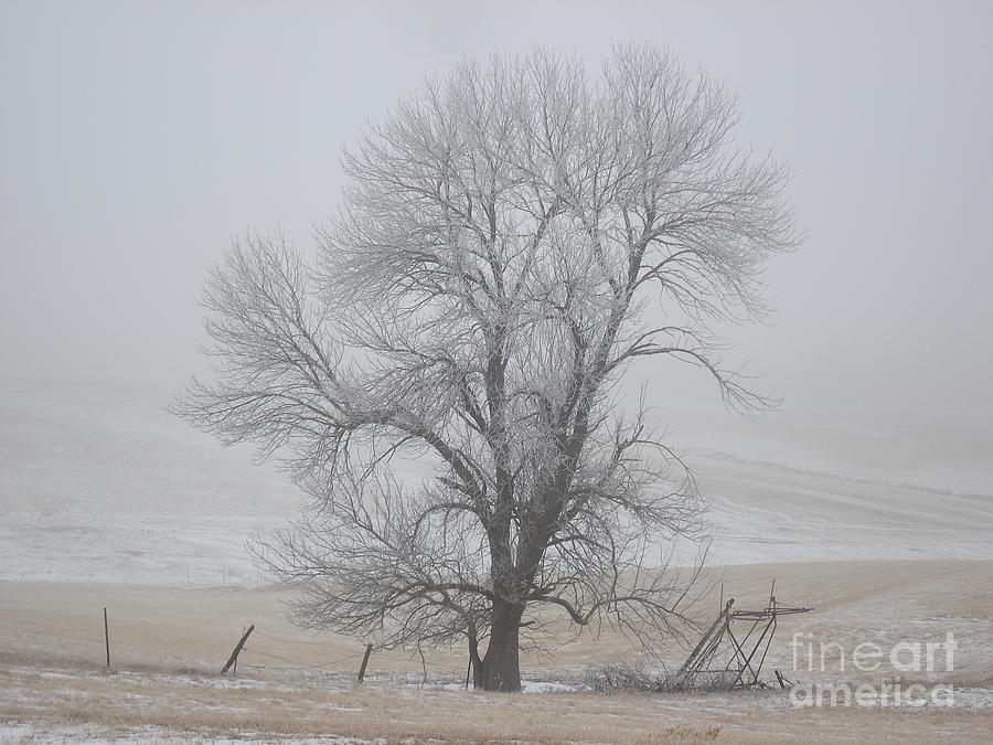 The Ash Tree  Photograph by J L Zarek