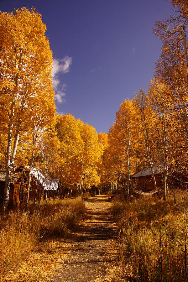 Brush Photograph - The Aspen Trail by Michael Courtney