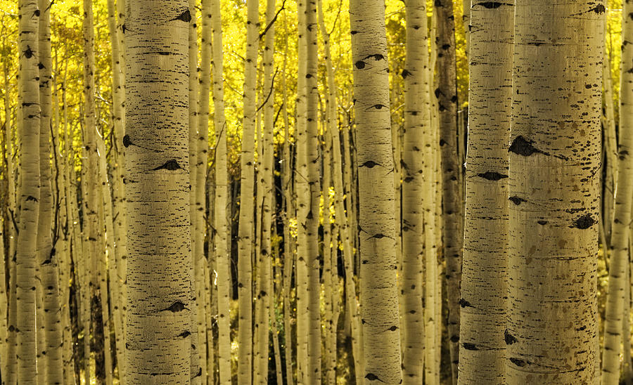 The Aspen Tree Forest Photograph by Teri Virbickis