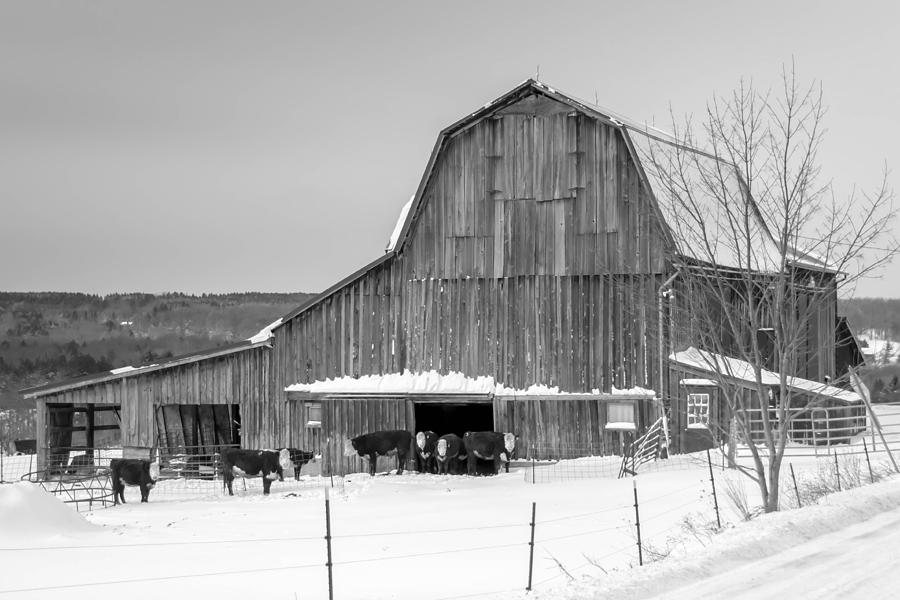 Barn Photograph - The Audience by Guy Whiteley