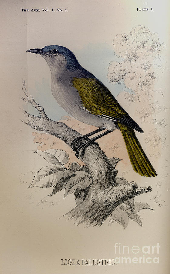 The Auk -  Ligea Palustris Drawing by Celestial Images