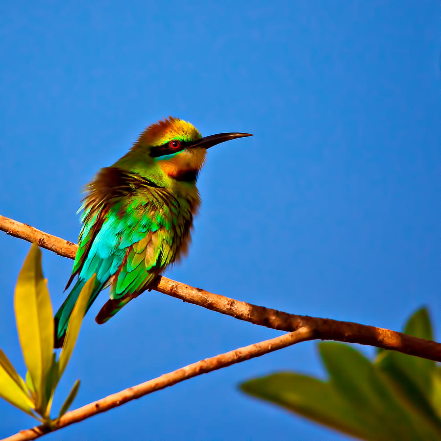 Nature Photograph - The Australian Honey Bee Eater by Dr K X Xhori