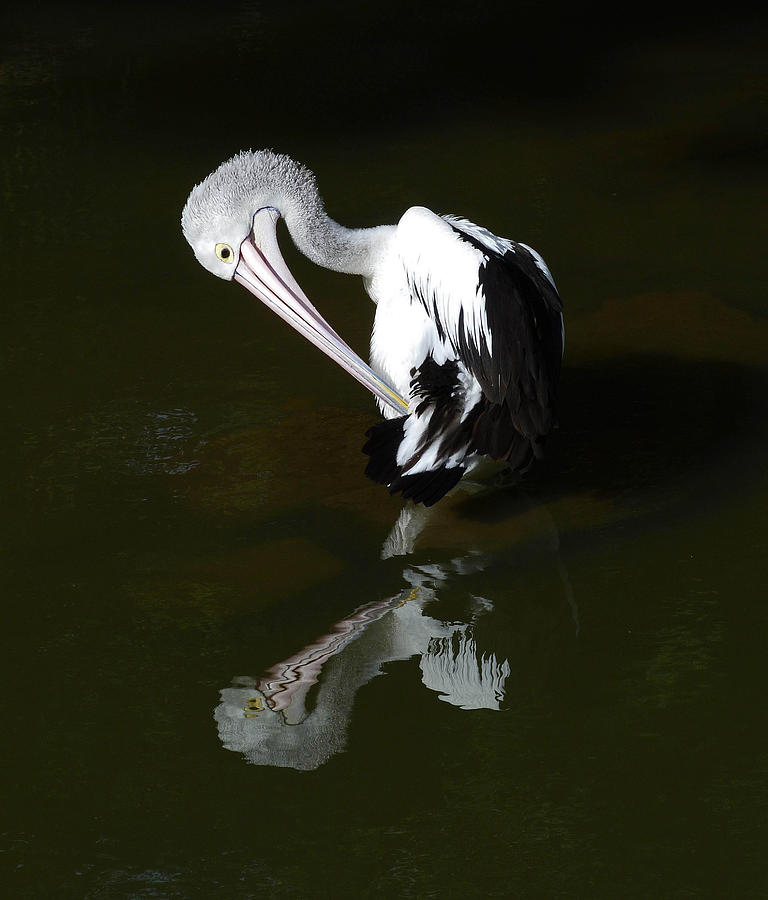 The Australian Pelican Photograph by Margaret Saheed