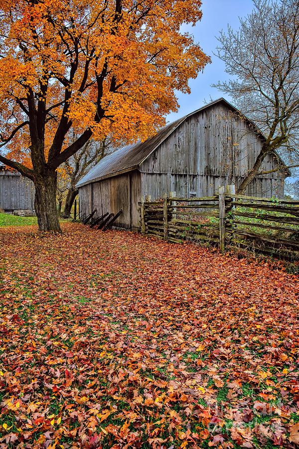 The Autumn Carpet Photograph by Henry Kowalski