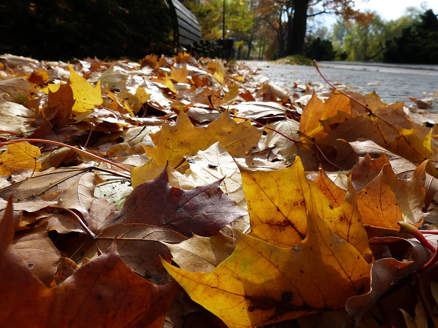 The autumn carpet Photograph by Janina  Suuronen