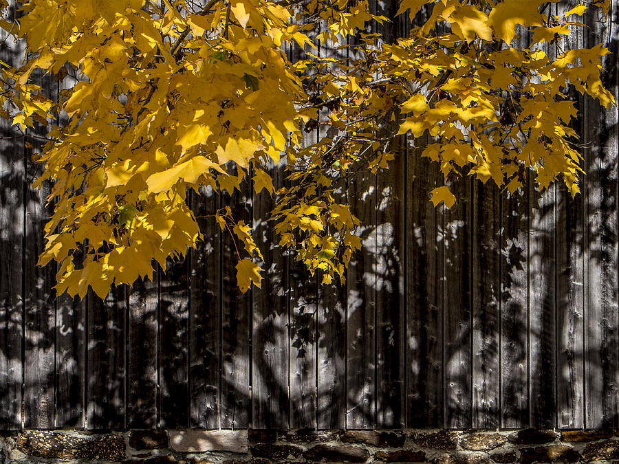 The autumn leaves Photograph by Glenn DiPaola