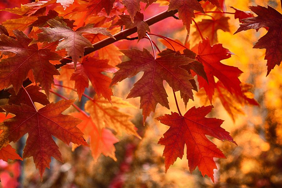 The autumn leaves Photograph by Lynn Hopwood