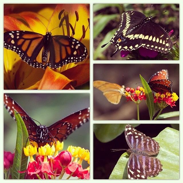 Butterfly Photograph - Butterfly Garden by Hermes Fine Art