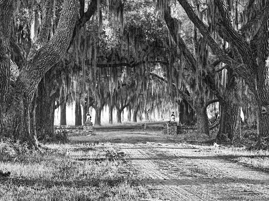 The Avenue of Oaks Photograph by Scott Hansen