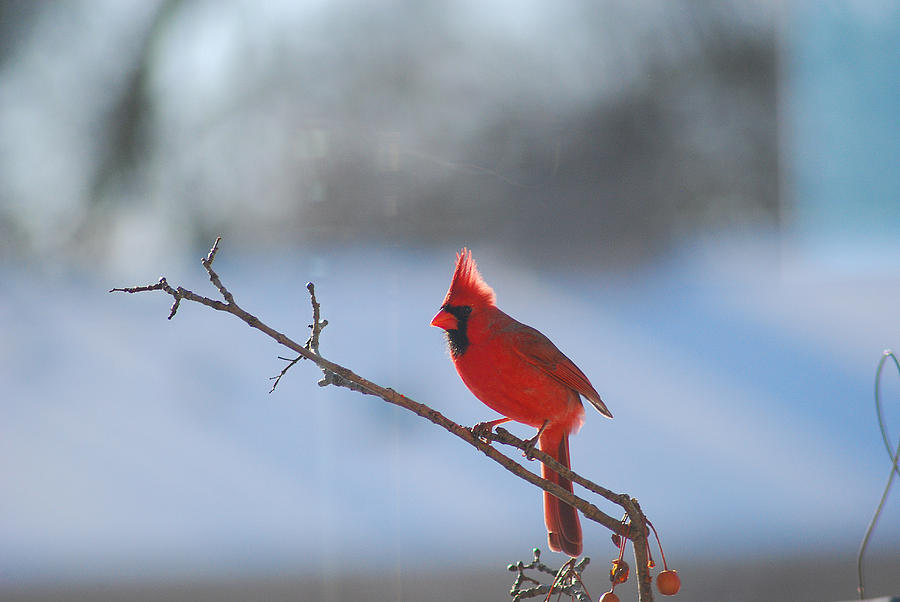 The Awesome Cardinal Photograph by Wanda Jesfield