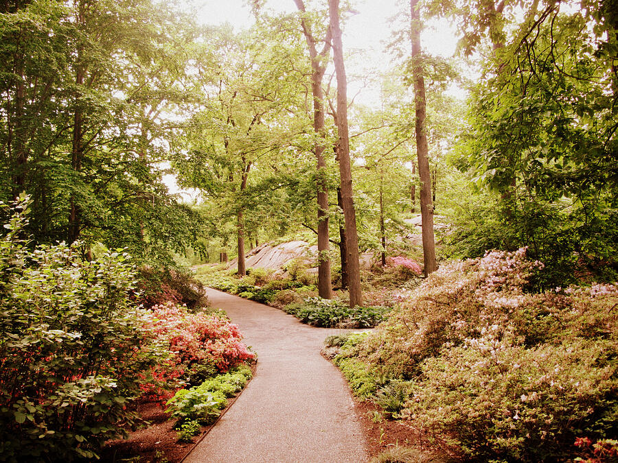 The Azalea Path Photograph by Jessica Jenney