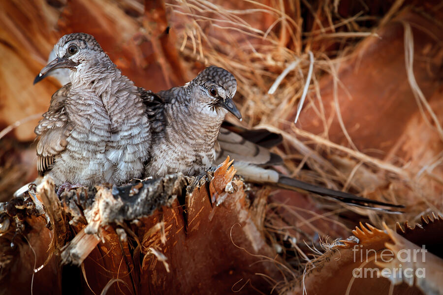 The Baby Inca Doves Photograph by Robert Bales