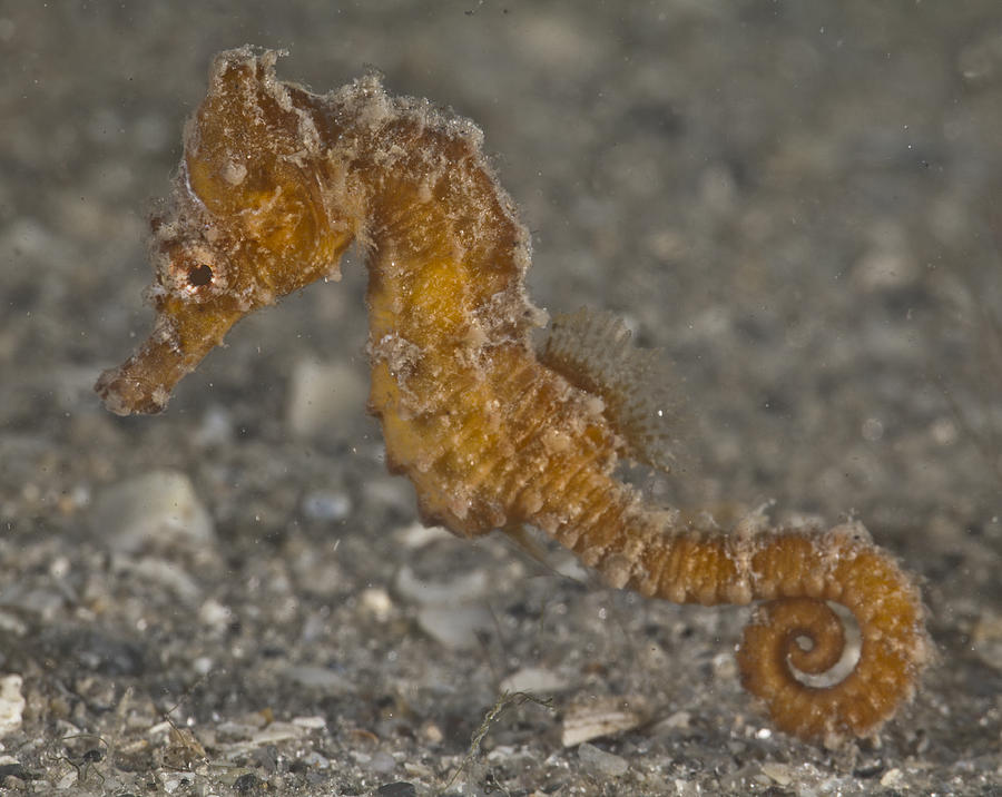 The Baby Seahorse Photograph by Sandra Edwards