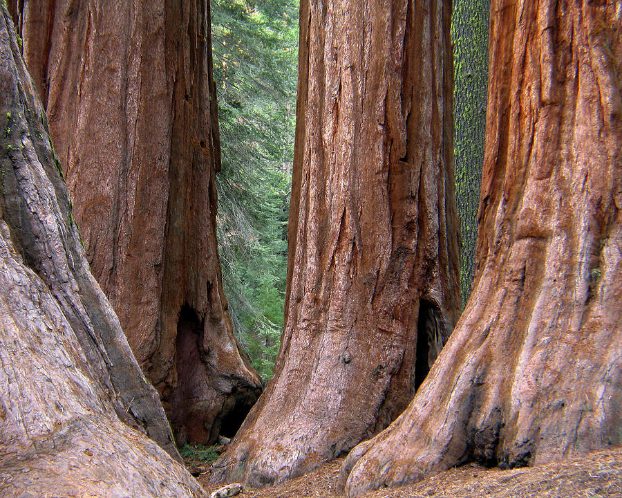 Yosemite National Park Photograph - The Bachelor and Three Graces Sequoias in Yosemite by Greg Matchick