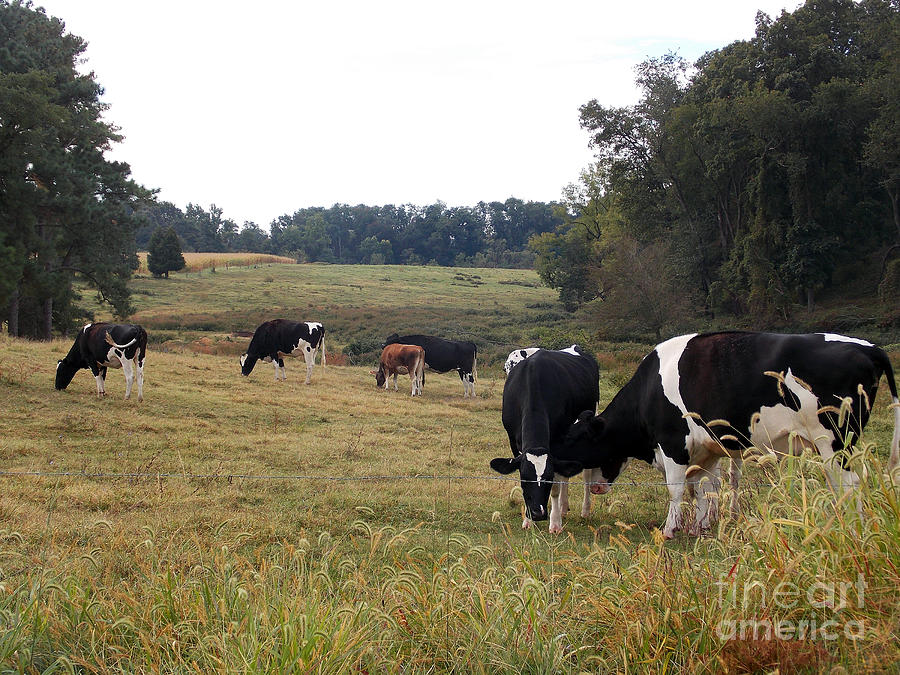 The Back Pasture Photograph by Skip Willits - Fine Art America
