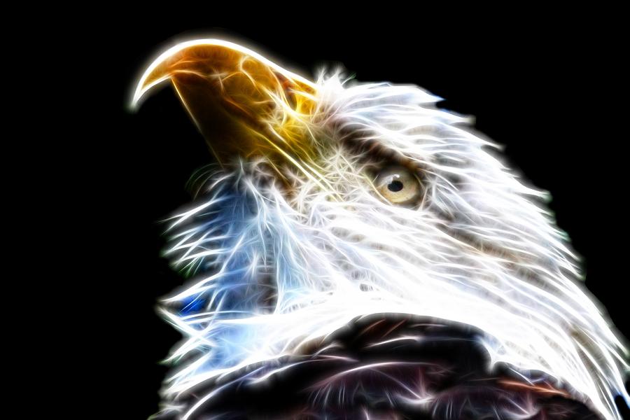 Eagle Digital Art - The Bald Eagle by Davandra Cribbie