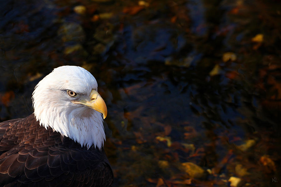 The Bald Eagle Photograph by Karol Livote