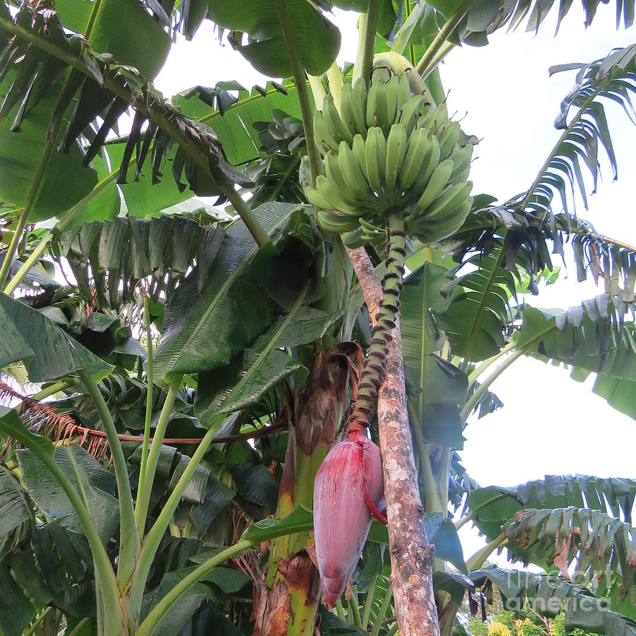 The Banana Plant Photograph by Vladimir Berrio Lemm - Pixels