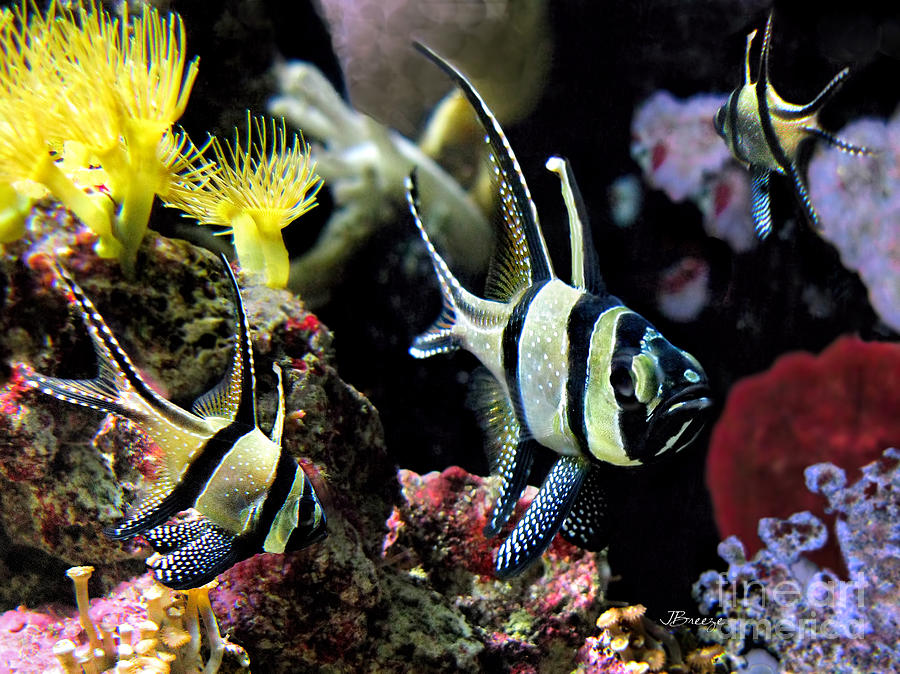 Fish Photograph - The Banggai by Jennie Breeze