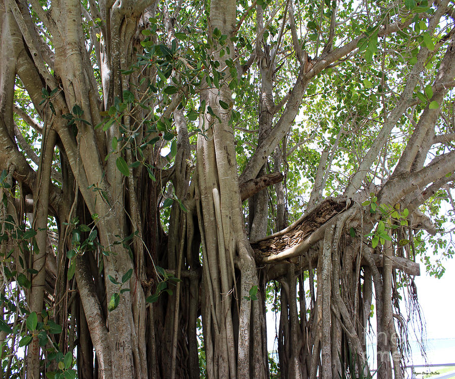 The Banyan Tree Photograph by Megan Dirsa-DuBois