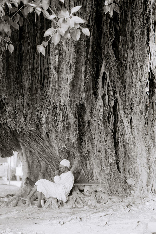 Tree Photograph - The Banyan Tree by Shaun Higson