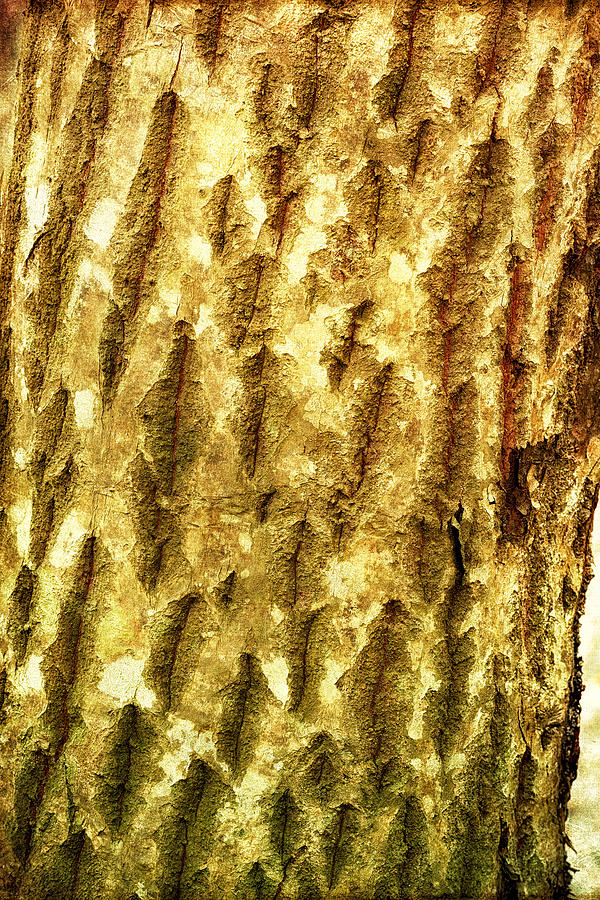 The Bark of a Tree Photograph by Photography  By Sai