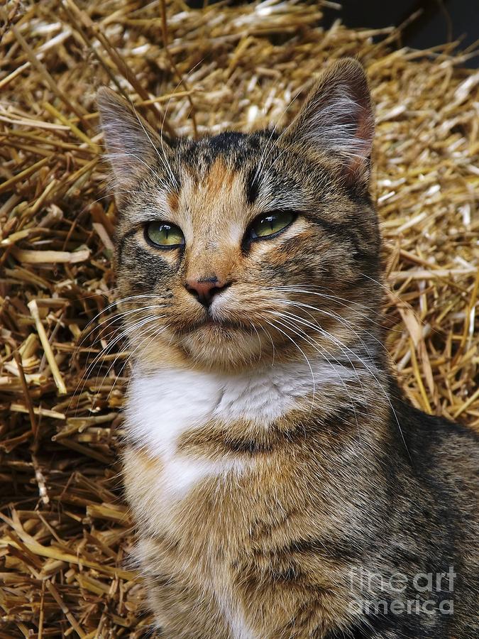 Farm Cat Photograph - The Barn Cat by Gerald Strine