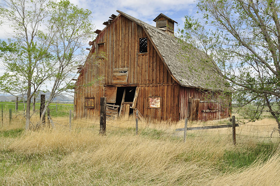 Barn Photograph - the Barn  by Fran Riley