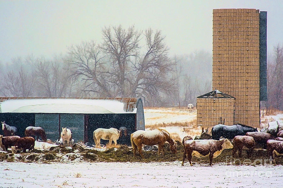 The Barn Yard Photograph by Steven Reed
