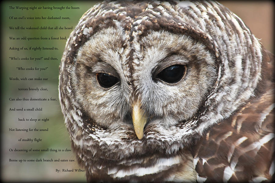 The Barred Owl..Poem by Richard Wilbur Photograph by Tammy Schneider