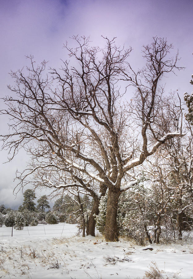 The Barren Tree  Photograph by Saija Lehtonen