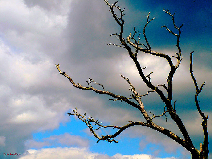 The Barren Tree Photograph by Tyler Robbins