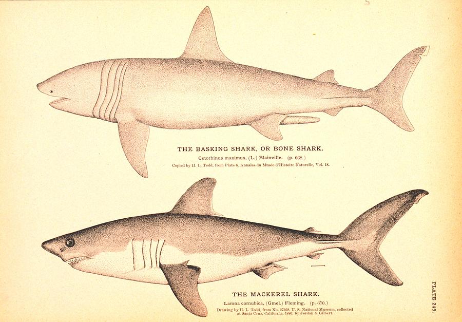 The Basking Shark or Bone Shark and The Mackerel Shark Drawing by Brian