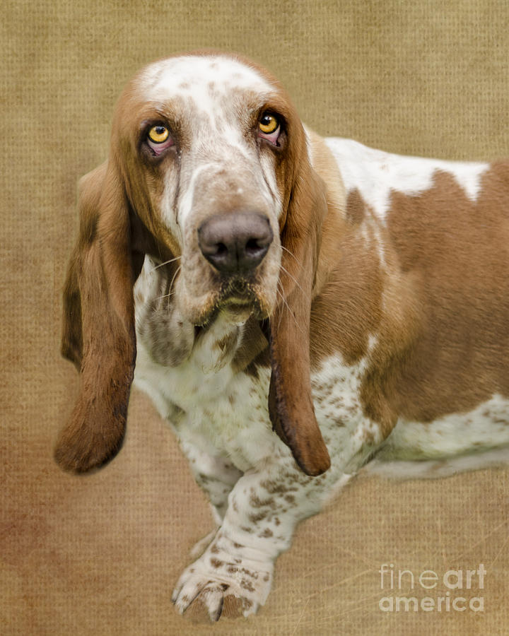 Nature Digital Art - The Basset Hound by Linsey Williams