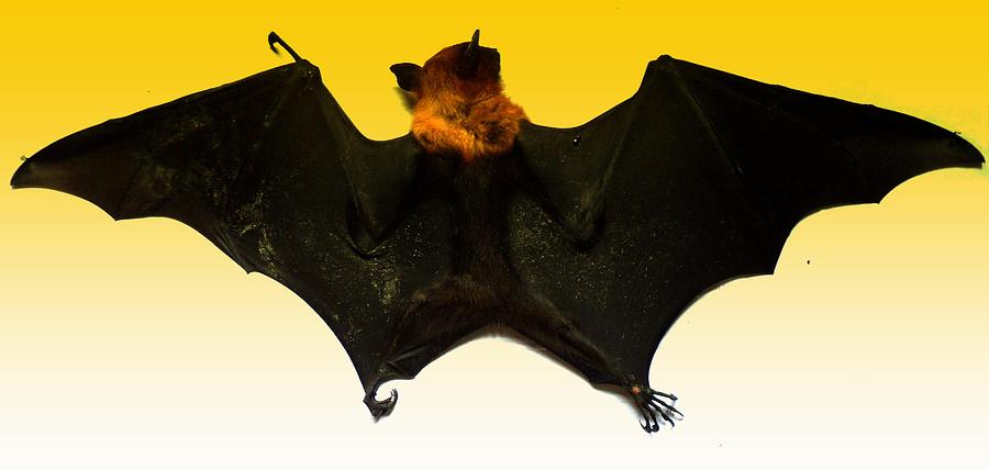 The Bat backside Photograph by Salman Ravish