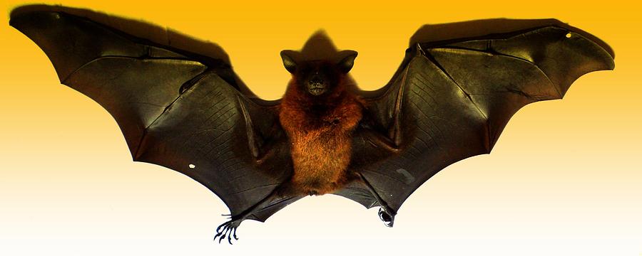 The Bat Photograph by Salman Ravish