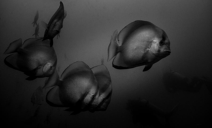 Nature Photograph - The Batfish From Sabang In Black And White by Colin Utz