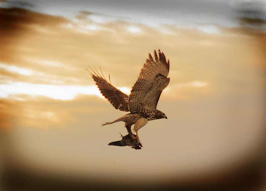 The Bayonne Hawk Photograph by Dennis Wilson