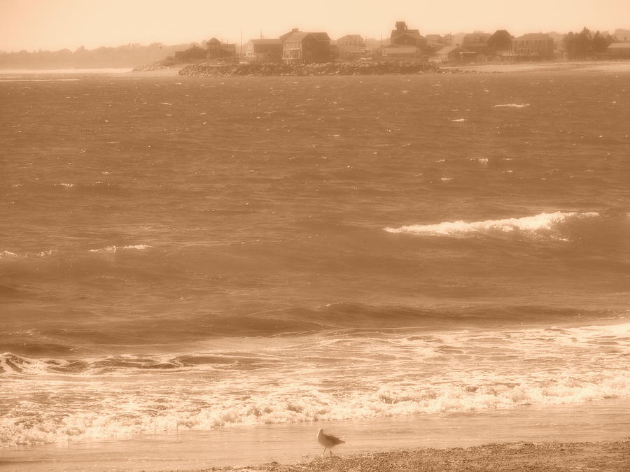 Seagull Photograph - The Beach at the West Wall in Sepia by Anastasia Konn